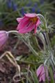 Pulsatilla vulgaris-1 Sasanka zwyczajna